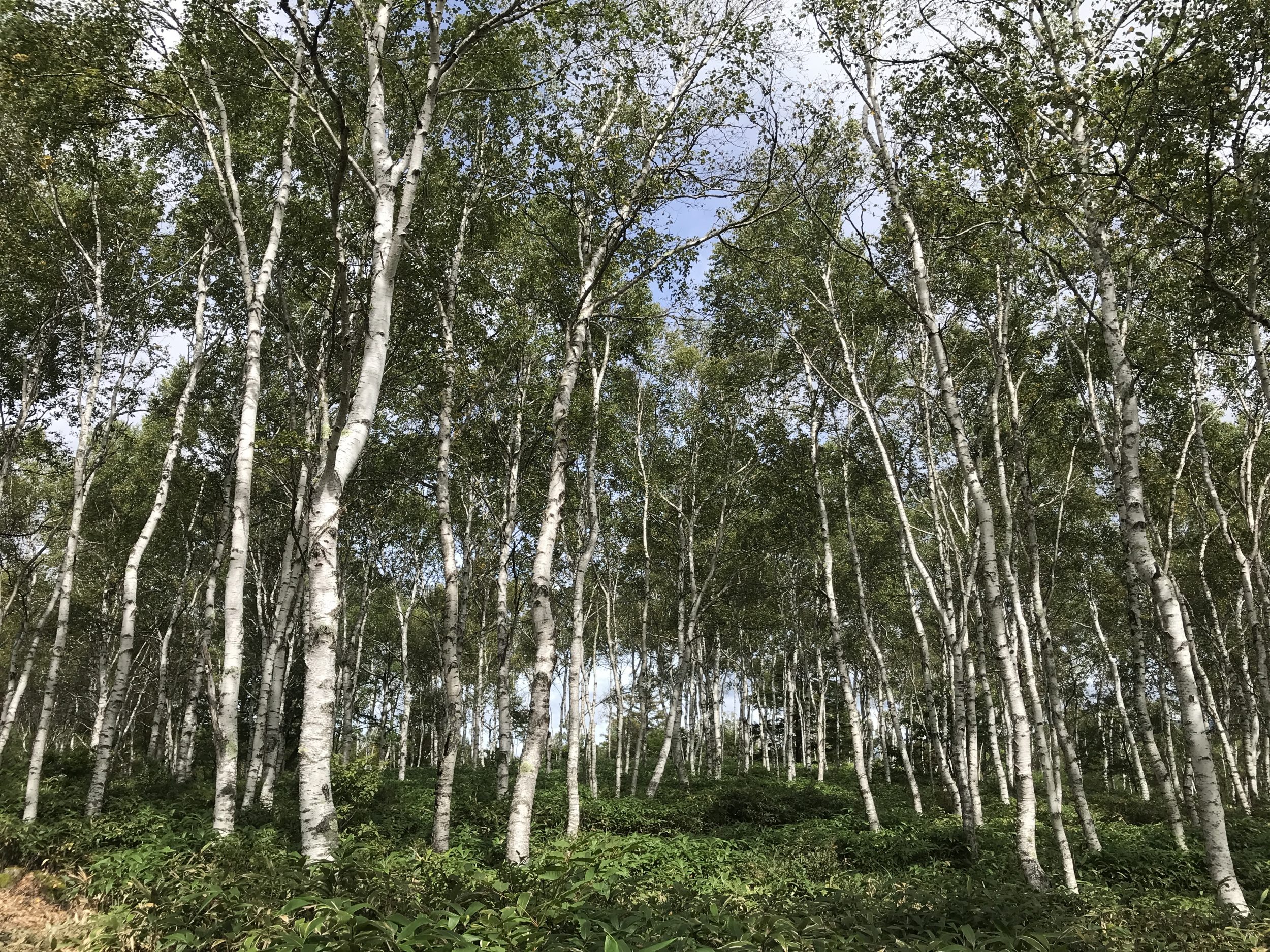 白樺群生林の八千穂高原
