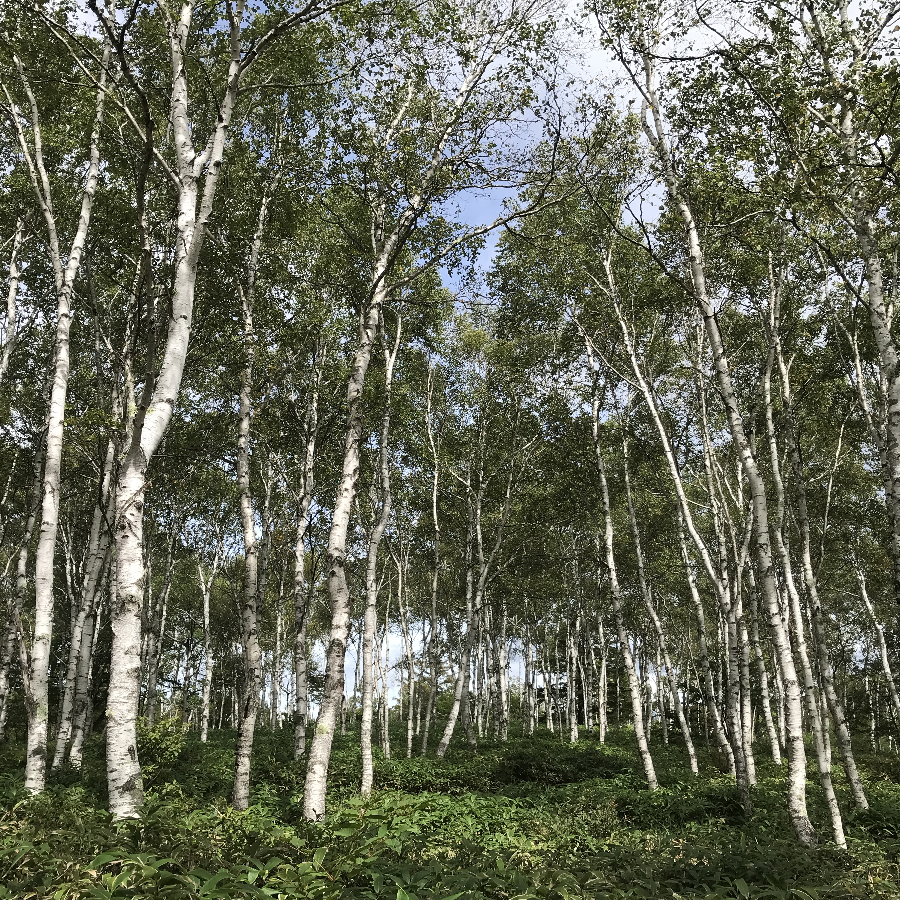 日本一の白樺群生林の八千穂高原
